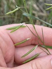 Cleome guianensis