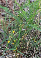 Eutaxia diffusa