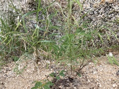 Cleome guianensis
