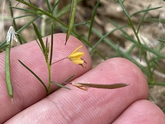 Cleome guianensis