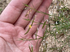Cleome guianensis