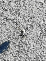 Ellipsoptera hamata pallifera