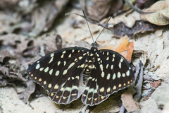 Lexias dirtea