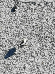 Ellipsoptera hamata pallifera