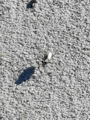 Ellipsoptera hamata pallifera