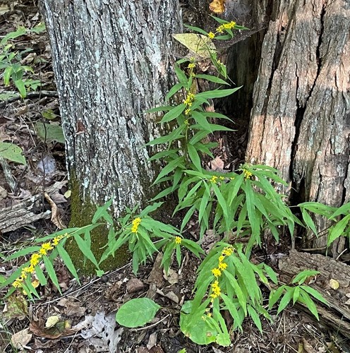 Solidago caesia
