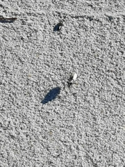 Ellipsoptera hamata pallifera