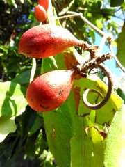 Paullinia sessiliflora