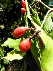 Paullinia sessiliflora