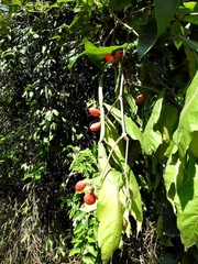 Paullinia sessiliflora