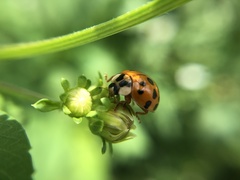 Harmonia axyridis