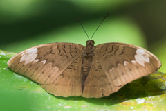 Tanaecia julii
