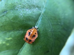Harmonia axyridis
