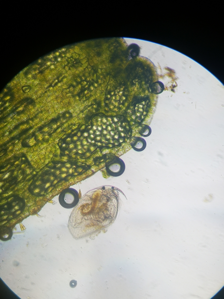 water flea