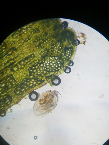 water flea
