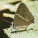 White Banded Royal - Photo (c) Vijay Anand Ismavel, some rights reserved (CC BY-NC-SA)