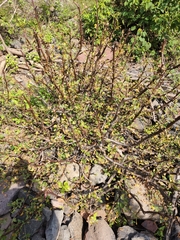 Bursera penicillata