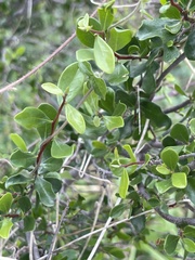 Diospyros intricata