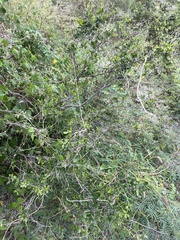 Diospyros intricata