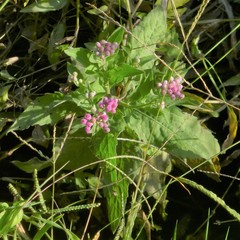 Pluchea odorata