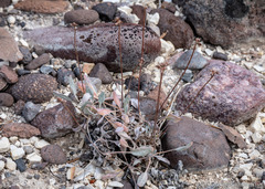 Eriogonum alexanderae