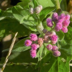 Pluchea odorata