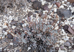 Eriogonum alexanderae
