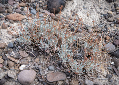 Eriogonum alexanderae