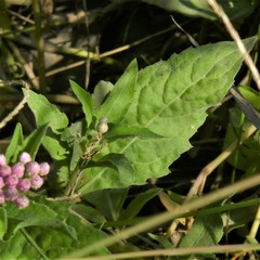 Pluchea odorata