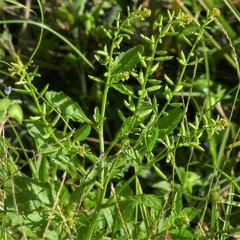 Rorippa sessiliflora