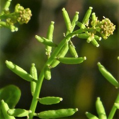 Rorippa sessiliflora