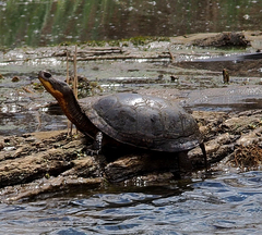 Emydoidea blandingii