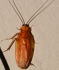 Parcoblatta virginica
