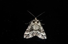 Pseudocoremia leucelaea