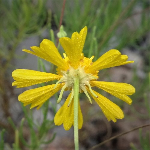Bitterweed