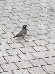 Acridotheres tristis