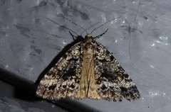 Pseudocoremia leucelaea