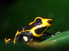 Ranitomeya summersi