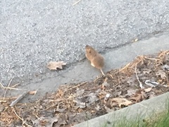 Thomomys bottae