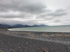 Charadrius bicinctus bicinctus