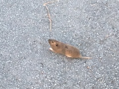 Thomomys bottae