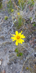 Microseris walteri