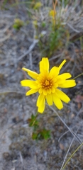 Microseris walteri