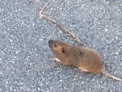 Thomomys bottae