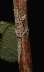 Bavayia sauvagii