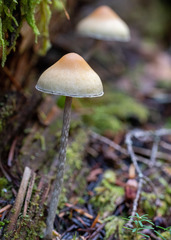 Hypholoma marginatum
