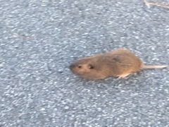 Thomomys bottae
