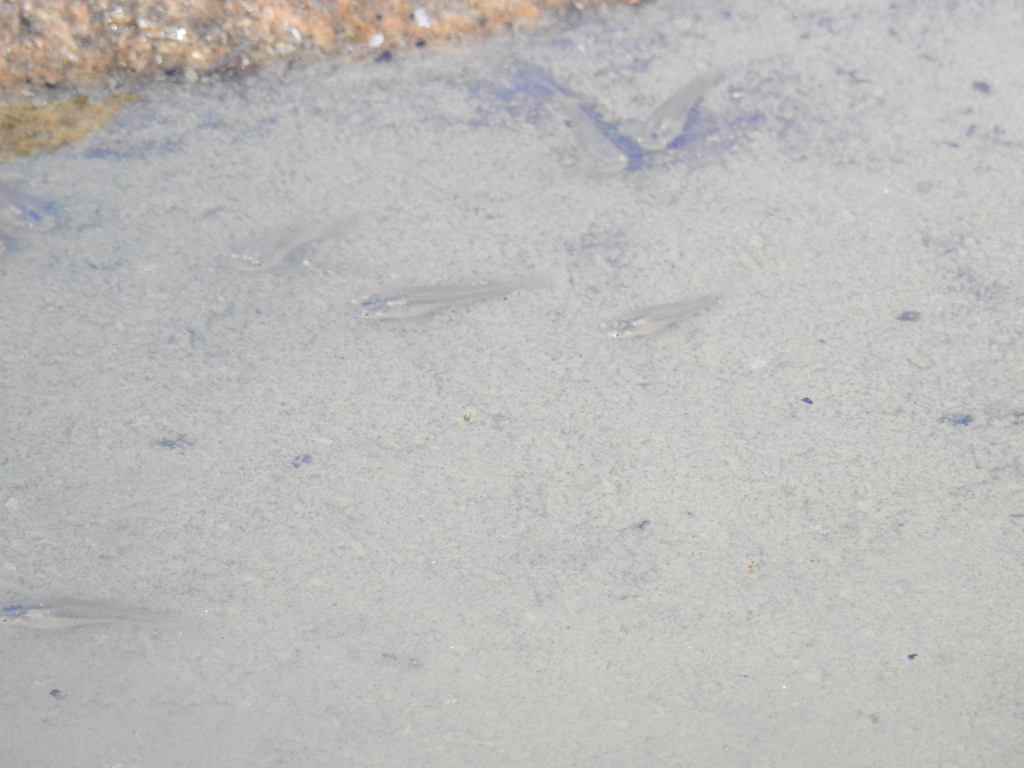 Clearfin Livebearer