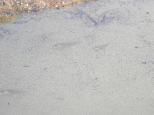 Poeciliopsis lucida