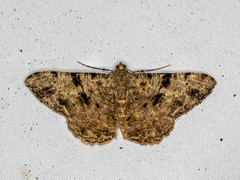 Psilalcis conspicuata